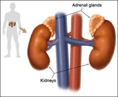 adrenals