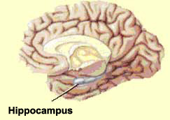 hippocampus